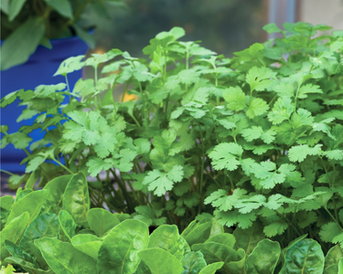 Santo Cilantro Seeds